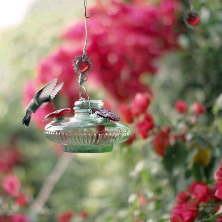 サン・ミゲル・デ・アジェンデ Casa Chuparrosaホステル エクステリア 写真